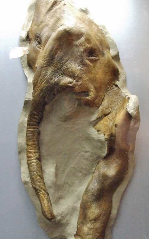 Jamie_Woodward_'s tweet photo. When this 21,000-year-old baby woolly mammoth washed out of the banks of the Yukon River in 1948, it was one of the best preserved mammoths found in North America. “Effie” is on display @AMNH beneath the skeleton of the mighty Columbian mammoth #IceAgeBeasts #IceAgeAmerica https://t.co/rr6wVq5z9Y
