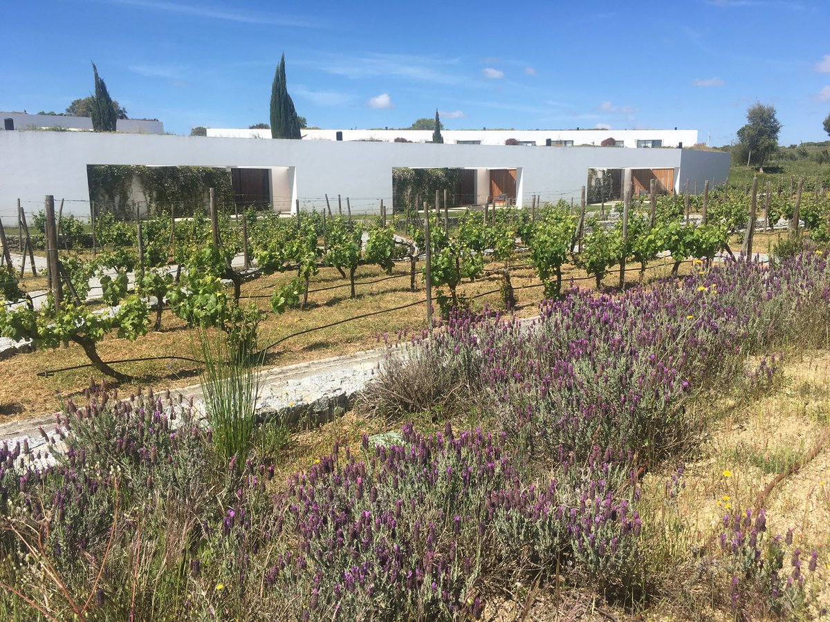 80harvests's tweet photo. Some highlights from a fabulous @winepaths visit to L’And Vineyards in Portugal’s sunny Alentejo wine region 🍷🌎
#winelover #winetravel #winepaths https://t.co/D5tpIfSU8r