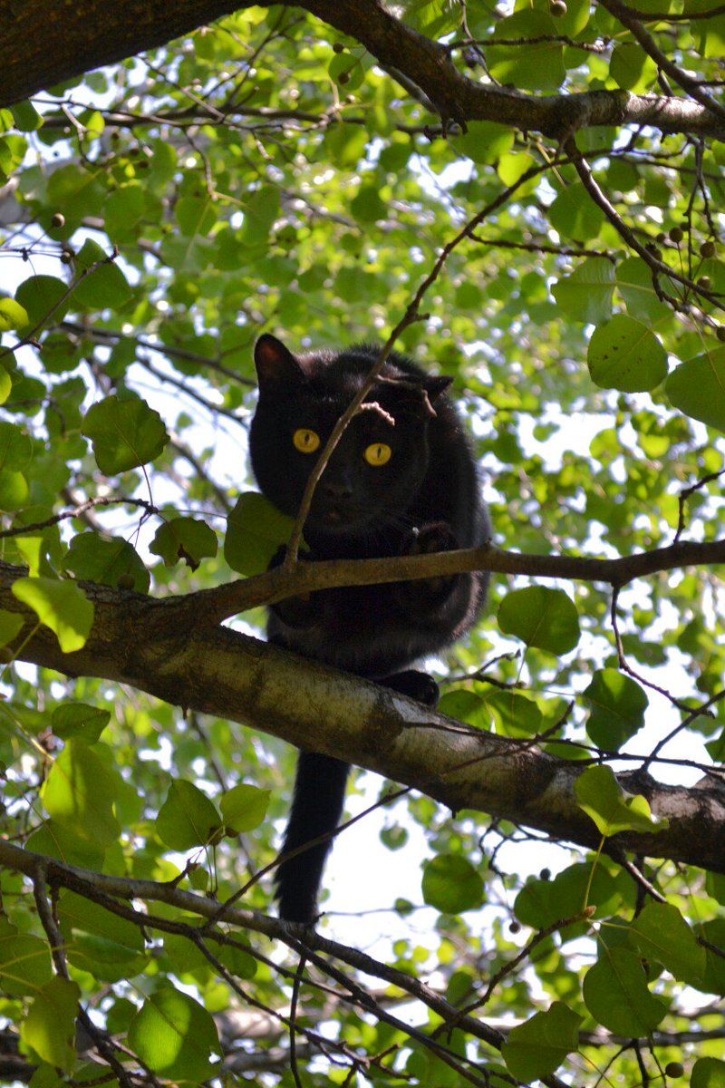 Even my #cat gave me a #mothersday card!