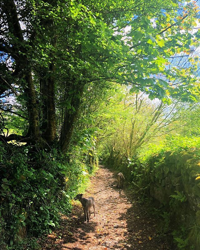 farmerpaula's tweet photo. A wondrous green lane near Peter Tavey #Dartmoor #spring #maytime #breathtaking #happy #sunshine https://t.co/vBlCHKJx4g https://t.co/7G7R8pyWGt