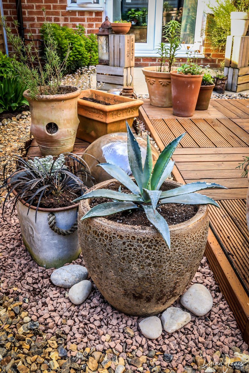So thanks to <a href="/HHSheeplands/">Hare Hatch Sheeplands</a> I am now the proud owner of an Agave. Great customer service and knowledge - I'll be looking after this baby properly!