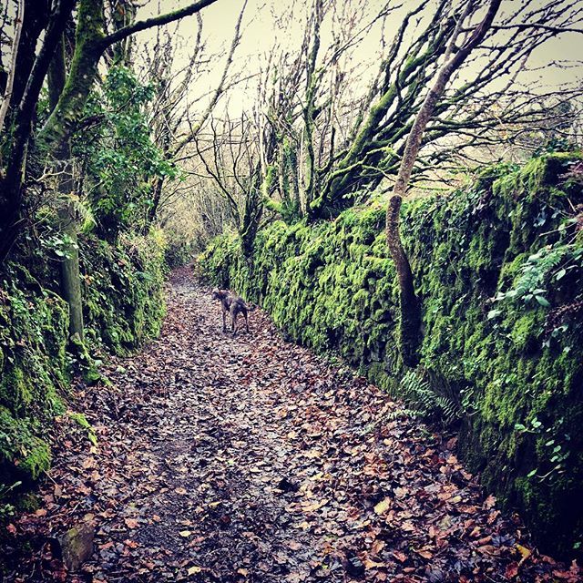 farmerpaula's tweet photo. same lane. same view. Same dogs. December 2nd 2017 #greenlane #dartmoor #december #stillbeautiful https://t.co/CUpZ7uZRI8 https://t.co/exWtInePbt