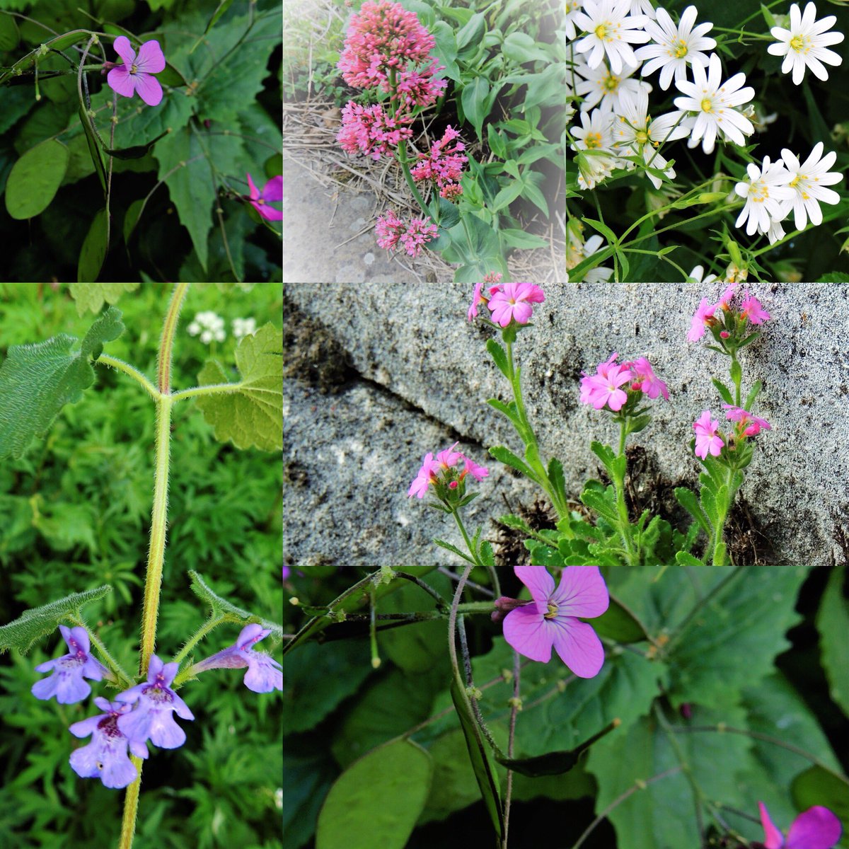 sperhabb's tweet photo. A selection of the many wildflowers to be found at @FoTHCP (Tower Hamlets Cemetery Park) for #wildflowerhour : honesty, red valerian, greater stitchwort, ground ivy, fairy foxglove, and hedgerow cranesbill. @LondonNPC @Ramblers_London @BSBIbotany #wildLondon https://t.co/AQ0z07saD8