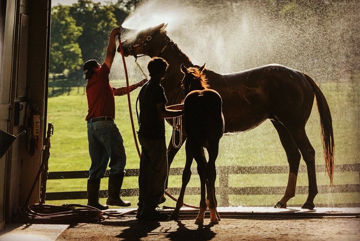 Mama deserves some pampering today. 🐎 #parisky #mothersday #horse #foal <a href="/KentuckyTourism/">Kentucky Tourism</a> <a href="/BluegrassScenes/">Scenes of the Bluegrass</a> <a href="/StormHour/">#StormHour</a> <a href="/KYforKY/">KentuckyForKentucky</a> <a href="/WKYT/">WKYT</a>