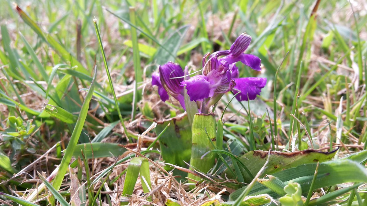 A slightly more than scruffy looking Green Winged Orchid (Anacamptis morio) from our field trip. Poor thing had nearly been mown to death #wildflowerhour #MScPlDiv #botanybus2018 #cornwall #orchids