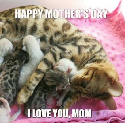 petcallsdvm's tweet photo. Happy Mother’s Day from PetCalls! #Moms #pets #furbabies https://t.co/DgC7wAGbdD