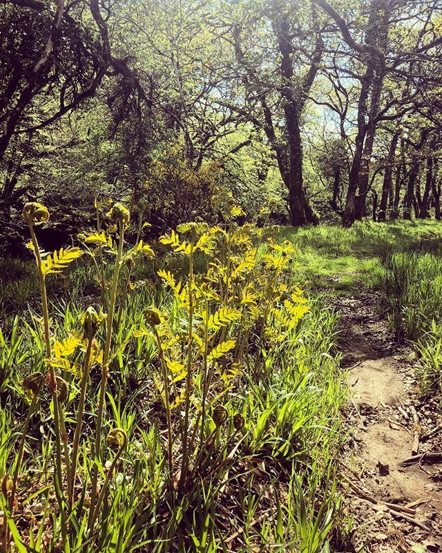 farmerpaula's tweet photo. Royal ferns unfurling #dartmoor #sunshine #trees #green #river #beauty https://t.co/YWA1Gx4hPh https://t.co/U6mLEeJUdB