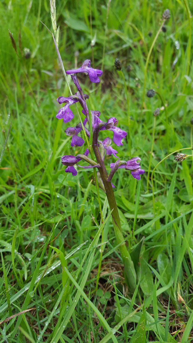 Green-winged orchid we found on the <a href="/DBRCnews/">DBRC</a> course on Friday! It was a woodland ID course but we went off track for a quick twitch!  #wildflowerhour <a href="/BSBIbotany/">BSBI: Botanical Society of Britain & Ireland</a>