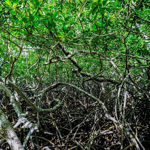 MailleRebelle's tweet photo. Avril 2018 - Martinique - Presqu’Île de la Caravelle 
Il y a un peu de mangrove à la Martinque, notamment dans le Parc Naturel Régional. Je vous conseille la Grande Boucle pour traverser la mangrove et profiter du bord de mer. Départ du côté de Tartane si mes souvenirs sont … https://t.co/Ew6VpAKFos