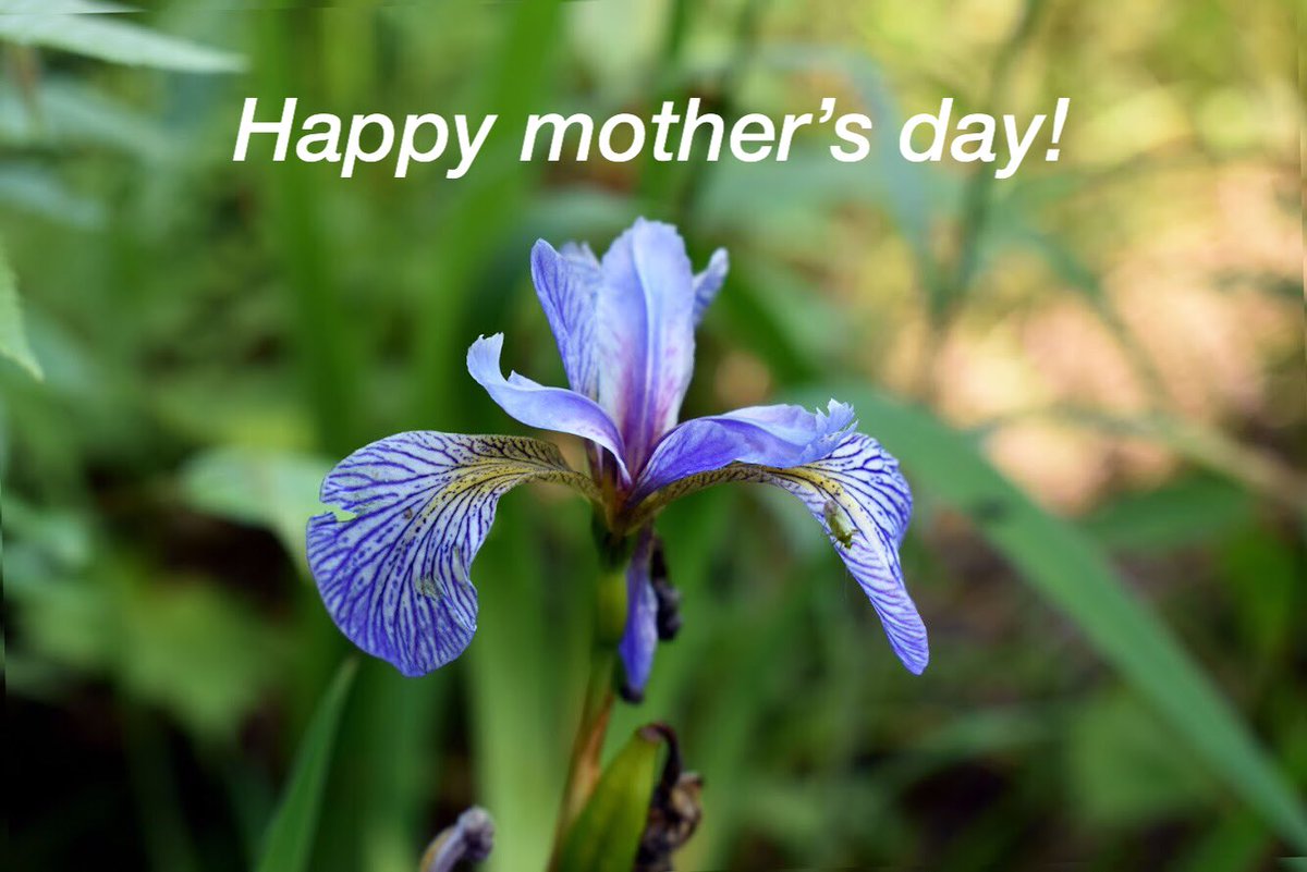 ForWilderness's tweet image. Thank you to all the mothers out there who continue to protect our wild places and instill a sense of stewardship in their children and communities! 

Porcupine Lake Wilderness, Wisconsin.