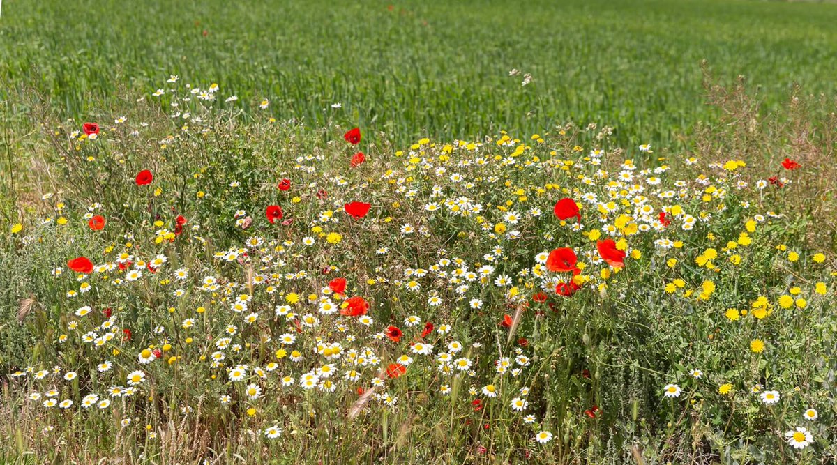 #FloresSilvestres #Tudela #amapolas #margaritas