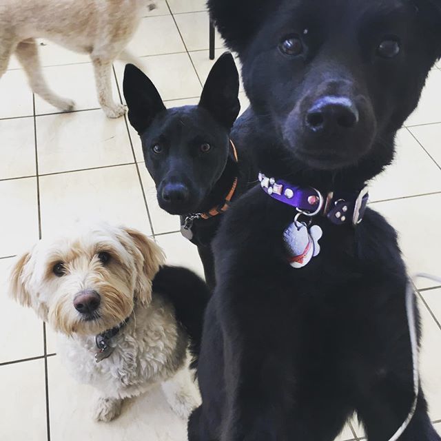 PetSitting2Dmax's tweet photo. So serious #formosanmountaindog #goldendoodle #dogs #dogsofinstagram #focused #doyouhavetreatsforus #dogswhoareserious #doodlesofinstagram #doodles #formosanmountaindogsofinstagram https://t.co/nZCqhrDu4M https://t.co/Fl3WYrQqQU