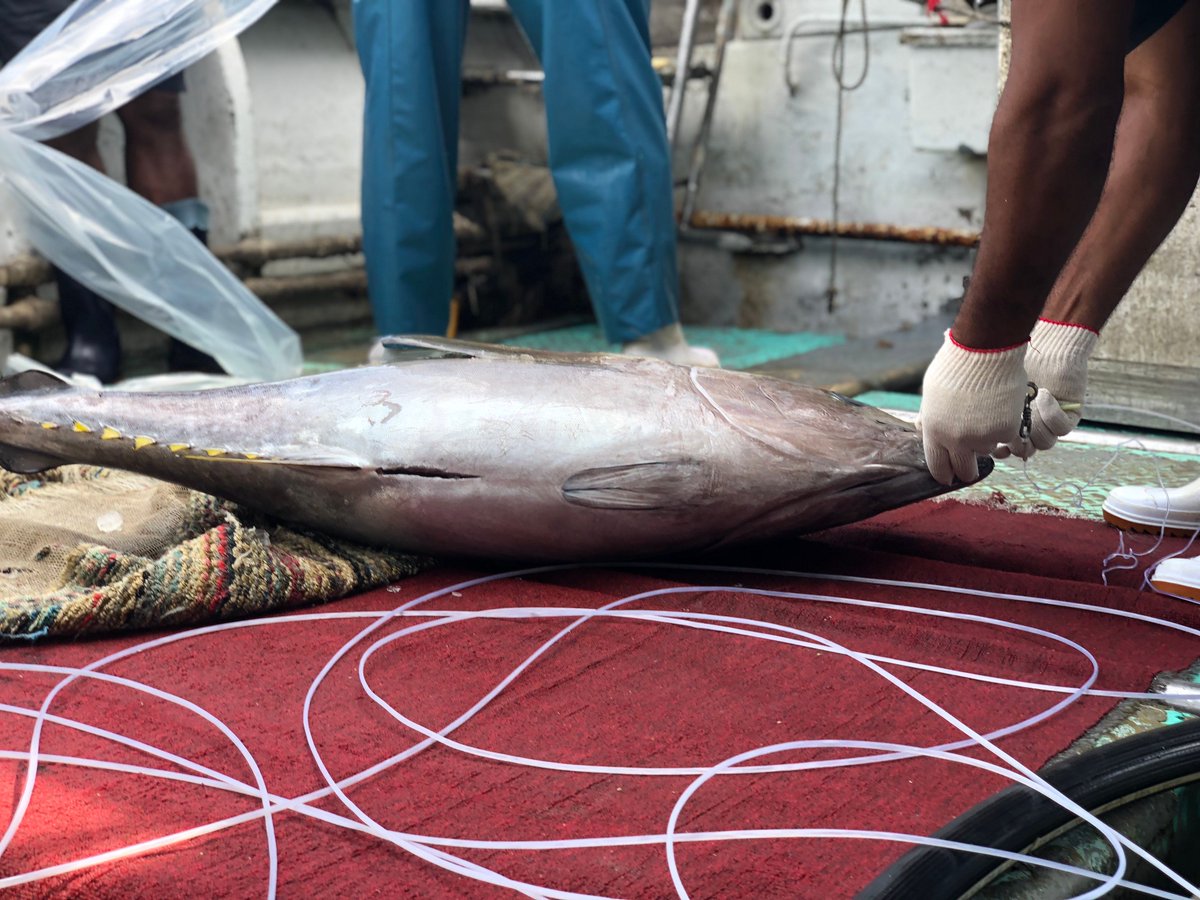 CoinDesk's tweet photo. Moral Food: A Fish's Trek From 'Bait to Plate' on the Ethereum Blockchain https://t.co/5hbKrnH9zB https://t.co/1gulbnq4nI