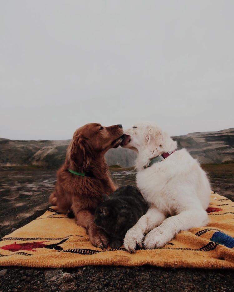 charing_xx's tweet image. Dejadme compartir con todos vosotros a la pareja más adorable del mundo: