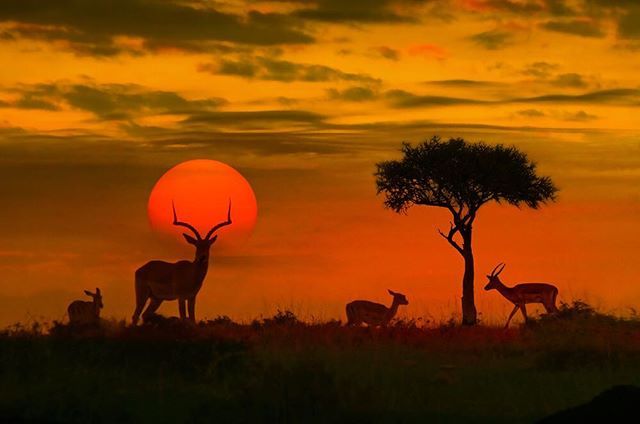 PangeaES's tweet photo. Mira la última foto que hemos subido a #Instagram Buenas noches Kenya! 📍 Kenya, East Africa.
⏰ Summer Trip 2018
📸 Photo credit: Unknown 👉 #PANGEA #thetravelstore #kenya https://t.co/iI7LhKlIkw https://t.co/Mg3NdTM8U3