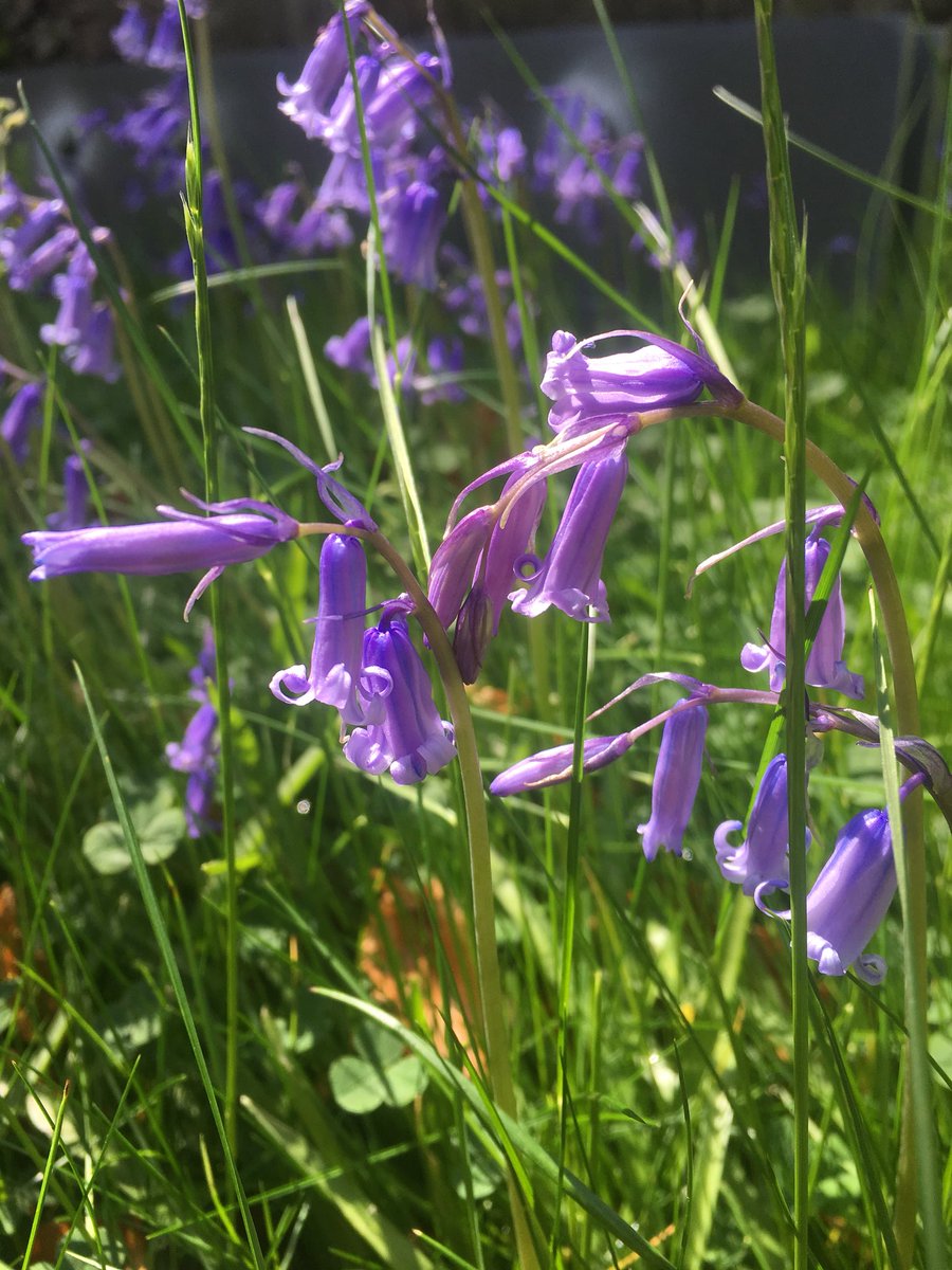 happypotoftea's tweet photo. Bluebell time! #presspauseonspring #springinedinburgh https://t.co/Cu2lrjLPlj