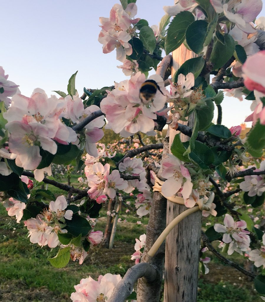Long Meadow Cider tweet media
