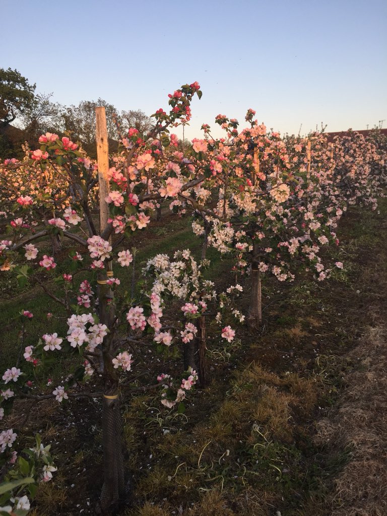 Long Meadow Cider tweet media