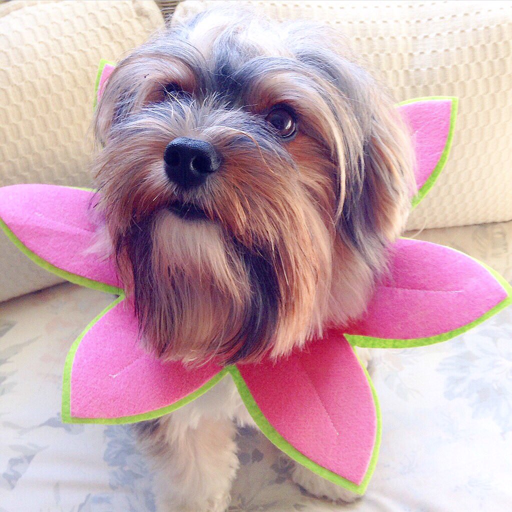 She taught you to use the loo and cheers when you make the poo, she'll sing songs when you are done, oh Mom, you're number one.  #MothersDay