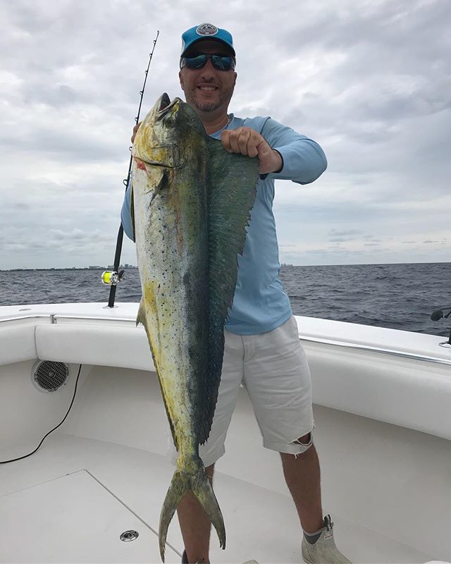 Mirrorlure7m's tweet photo. Free lining pilchards is what it took to get this dolphin.  #mahimahi #dolphin #snook #tarpon #chewonthis #instagramfishing #saltwaterfishing #eastcoast #freshlycaughtnotstorebought https://t.co/34hi3TvSRc https://t.co/RoQAFEznZp