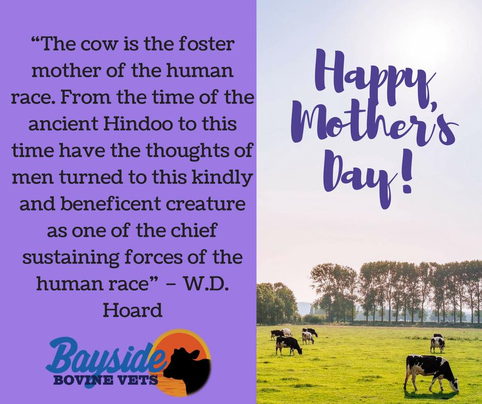 MatthewWeeman's tweet photo. "A man's usefulness in a herd ceases at once when he loses his temper and bestows rough usage. Treat each cow as a Mother should be treated. The giving of milk is a function of Motherhood; rough treatment lessens the flow."Hoard. These words must govern all we do. #mothersday2018 https://t.co/l5dCXY8fqE