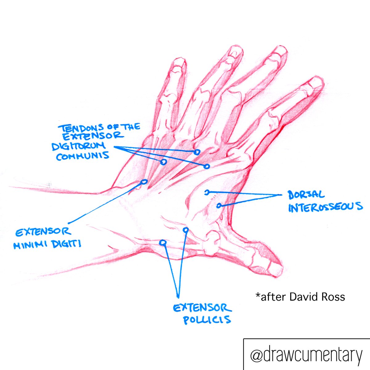 drawcumentary's tweet photo. Hand study based on one of my favorite books by David Ross #art #lifedrawing #hands #drawing https://t.co/HjlFpXF2v0