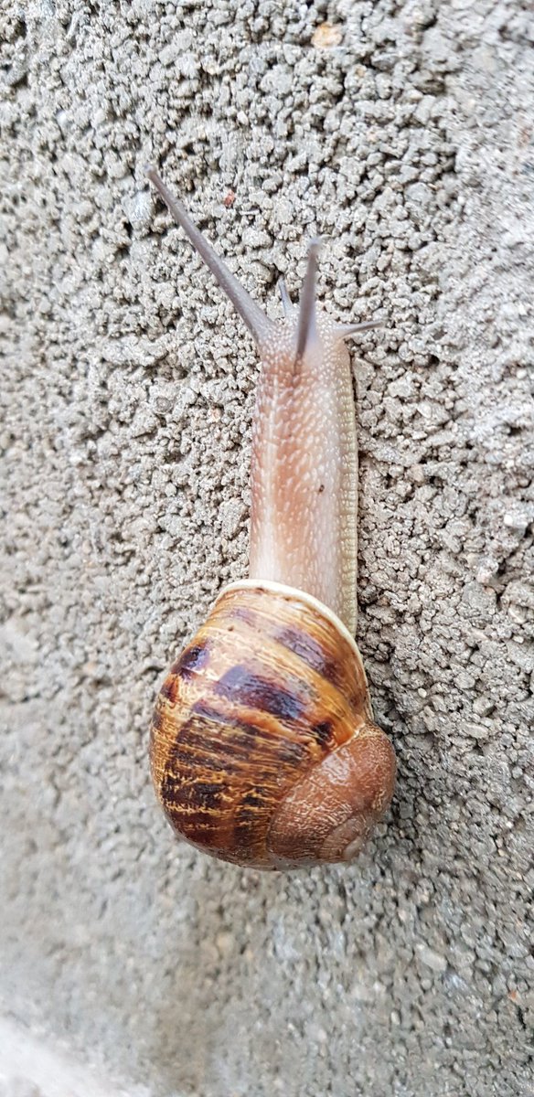 Mica en mica anem construint #república. Demà un altre pas endavant.  <a href="/QuimTorraiPla/">Quim Torra i Pla</a> #InvestiduraTorra