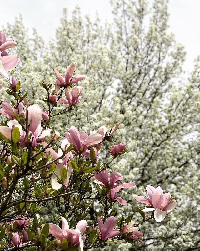 OakGov's tweet photo. Happy #MothersDay #OaklandCounty! This gorgeous photo of magnolias was taken in downtown #LakeOrion! Stunning spring scene, @grammytonine! .
.
.
.
.
#LakeOrionMI #OaklandCounty #PureMittigan #PureMichigan #SpringInTheMitten #MichiganLife #MichiganLove #M… https://t.co/F5bqMCC50m https://t.co/zU55Sek8w0