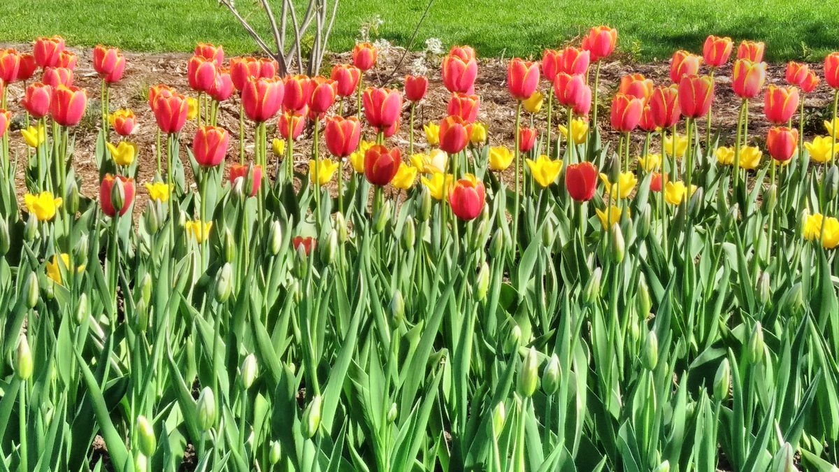 1MillionTulips's tweet photo. One Million Tulips. Canadian Tulip Festival May 2018. Major's Hill Park. #TulipFestival #OneMillionTulips #RABIN #RabinPhotography #TulipsInCanada #Ottawatulipfestival #WorldOfFlowers #WorldOfFriendship #MajorsHillPark @tulips_holland @Flora_News https://t.co/hQEQfQoblG