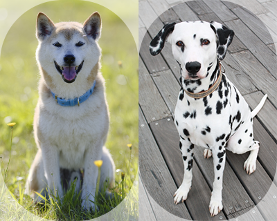 Twitter 上的 Au 正解は 2番のダルメシアン 花咲か爺さんの ここ掘れワンワン の犬を兼任している 柴犬 がいない時のために 実は ダルメシアンがスタンバイしているんです 愛犬の日クイズ 愛犬の日 T Co Quhpp2tx8r Twitter