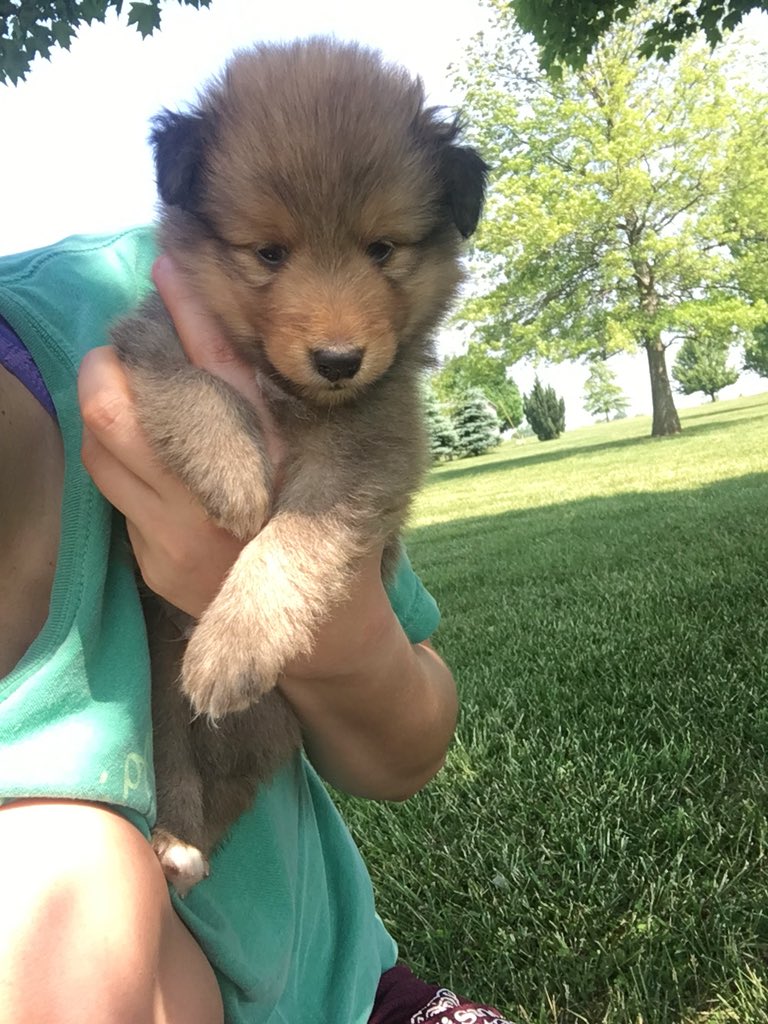 conway_twitty11's tweet photo. Hi everyone. I'd like to introduce you to mine and Laurens new puppy, Theo. Can't wait to have you home in 4 weeks bubs. https://t.co/uqnCzAPvTX