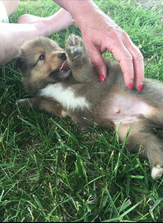 conway_twitty11's tweet photo. Hi everyone. I'd like to introduce you to mine and Laurens new puppy, Theo. Can't wait to have you home in 4 weeks bubs. https://t.co/uqnCzAPvTX