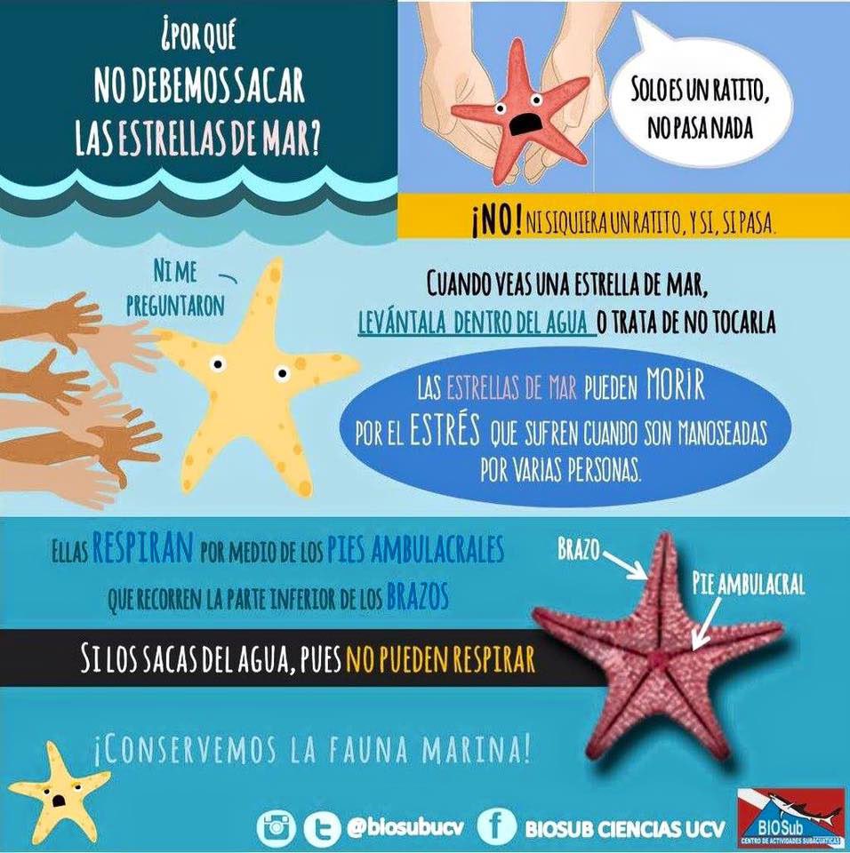 RAndrelyn's tweet photo. En el Parque Nacional Laguna de La Restinga, ubicado en el estado Nueva Esparta destacan las estrellas de mar. #nolasaquesdelagua #LagunaLaRestinga #Venezuela imagen de: @BIOSubUCV https://t.co/O6XnfEESPk