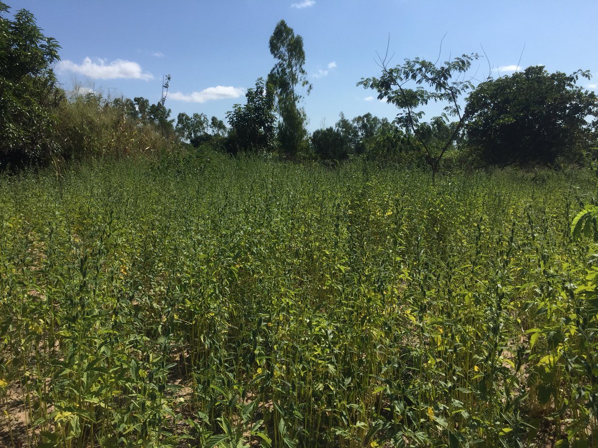 agrisolos's tweet photo. Sesame crop nhampuepue #Mozambique #sesame https://t.co/rVSvkPQe6c