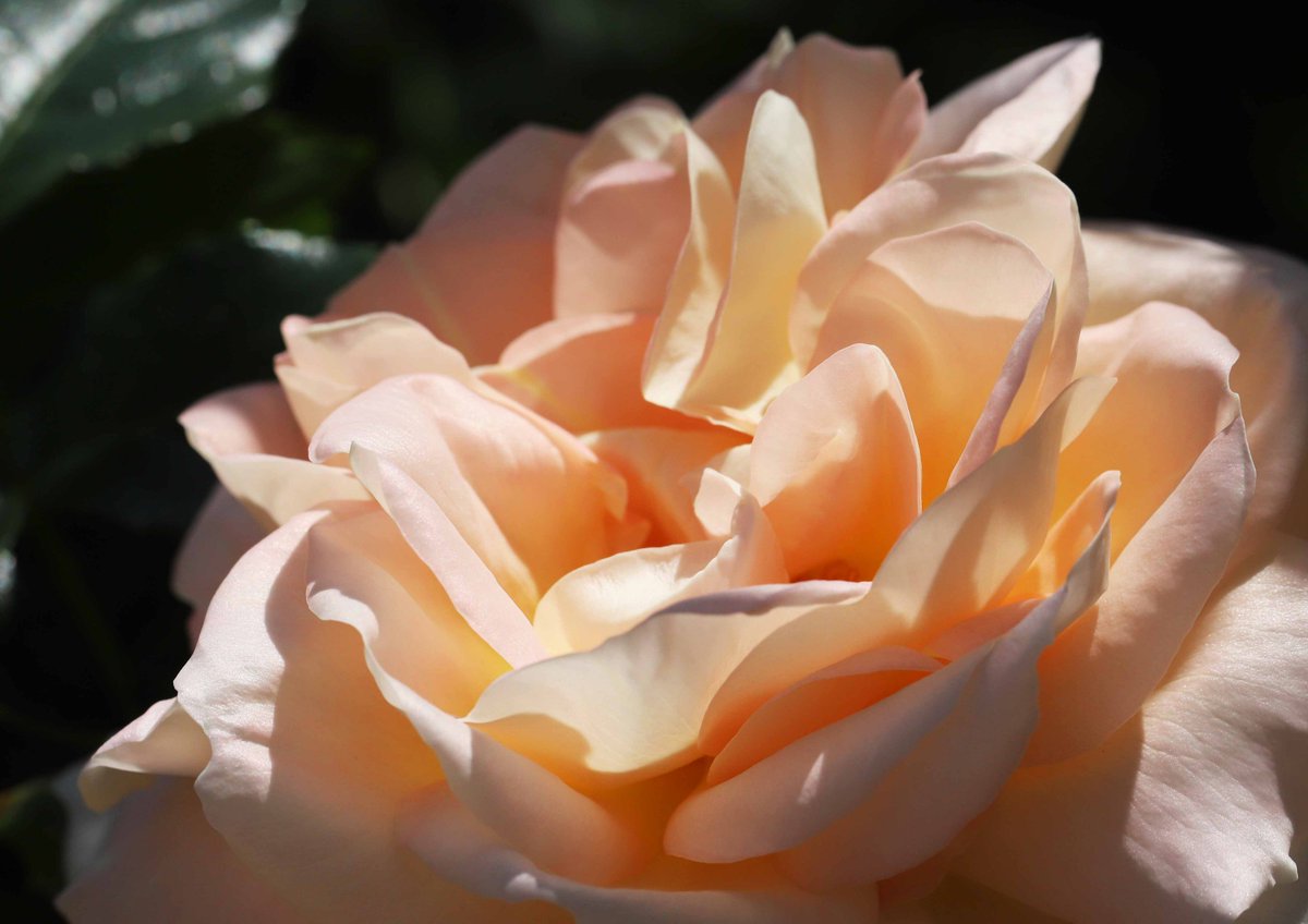 片柳弘史 山口宇部空港のバラ園に咲いた マリー アントワネット という品種の薔薇 まさに ベルサイユのばら です O