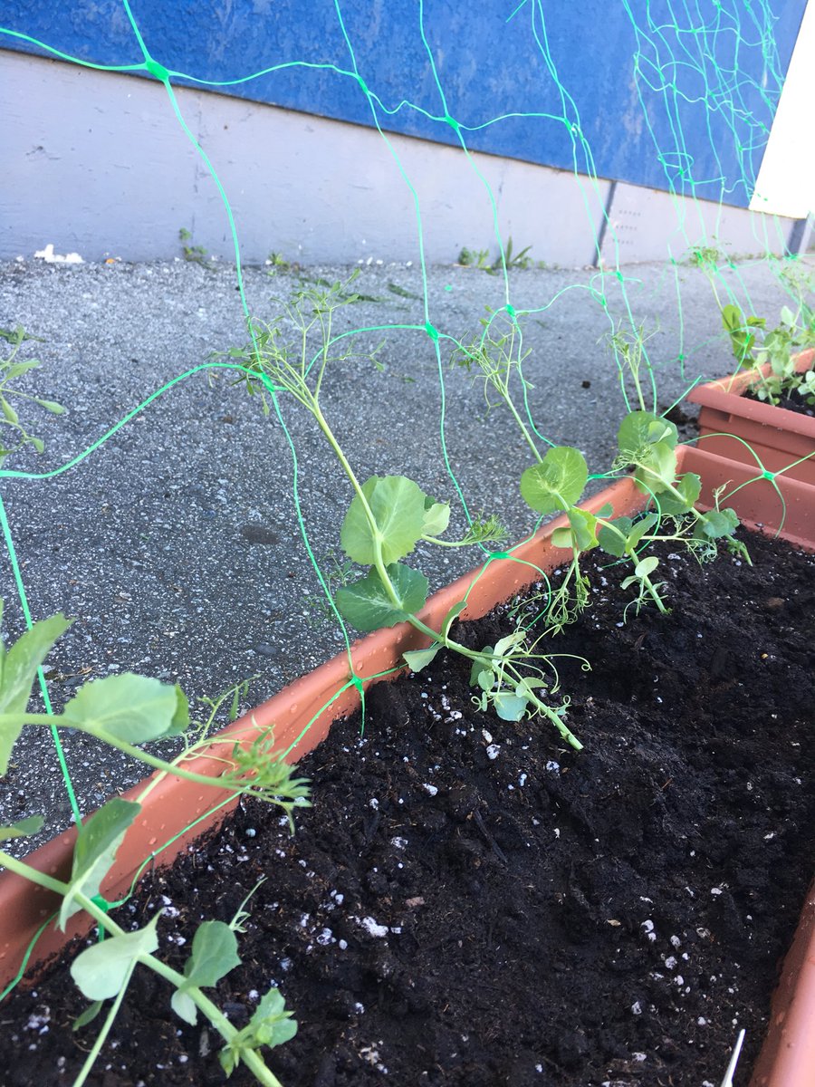 Hoping that this “green curtain” will grow &amp; help keep our classroom a little cooler during the warm weather. Grow peas, grow!! <a href="/whitesidewolves/">Whiteside Elementary</a>
