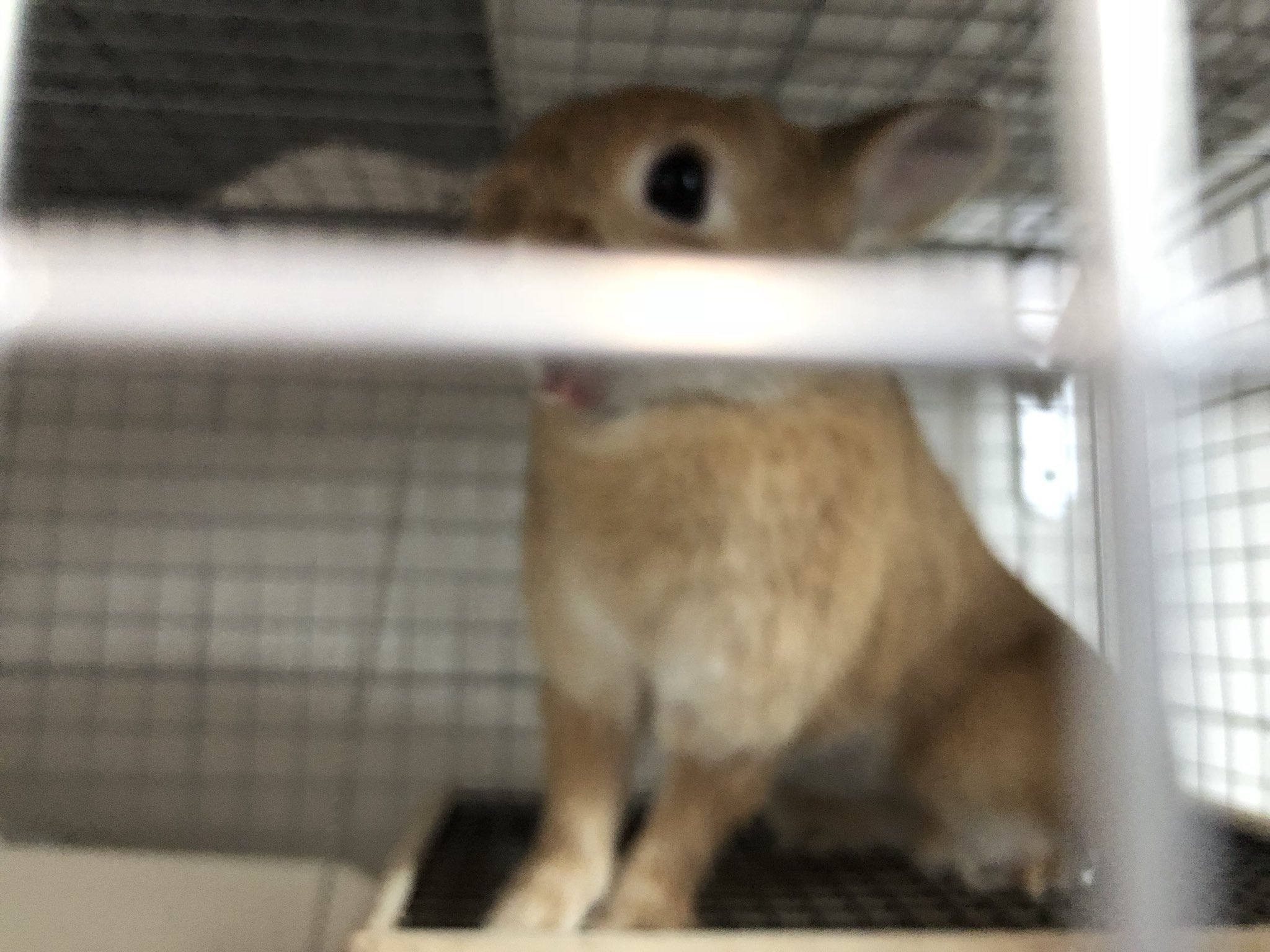 うさ男 お ウサギの飼育で大変な事 T Co Kxrlbv6gcc という記事を更新したんですが そこでウサ飼いさんに質問です うさぎの飼育で大変だ 難しいと思う事はなんですか 何個でも です ウサ 大変って なによぉー T Co