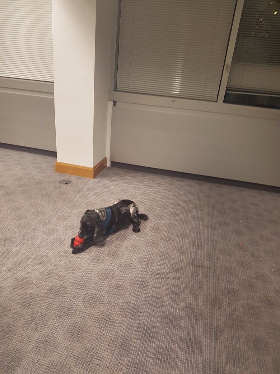 Some cheeky snaps from the first reading of our latest mad venture by Monty Jones, 'Schrodinger's Dog'! Some wonderful actors, some wine (of course) and funnily enough, a dog! Watch this space...#newwriting #schrodingersdog #breaktheverse #LGBT #Theatre #theatredeli