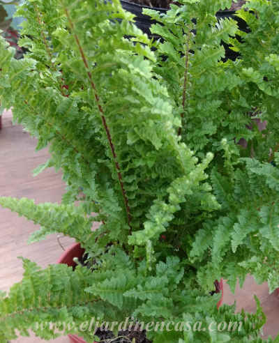 Eljardinencasa's tweet photo. #Jardinería
#Ferns
Para regar #helechos, en lo posible utiliza #aguadelluvia o filtrada #sinCloro y a temperatura ambiente.
https://t.co/fkr8lyrtgC https://t.co/38vWCfAoY2