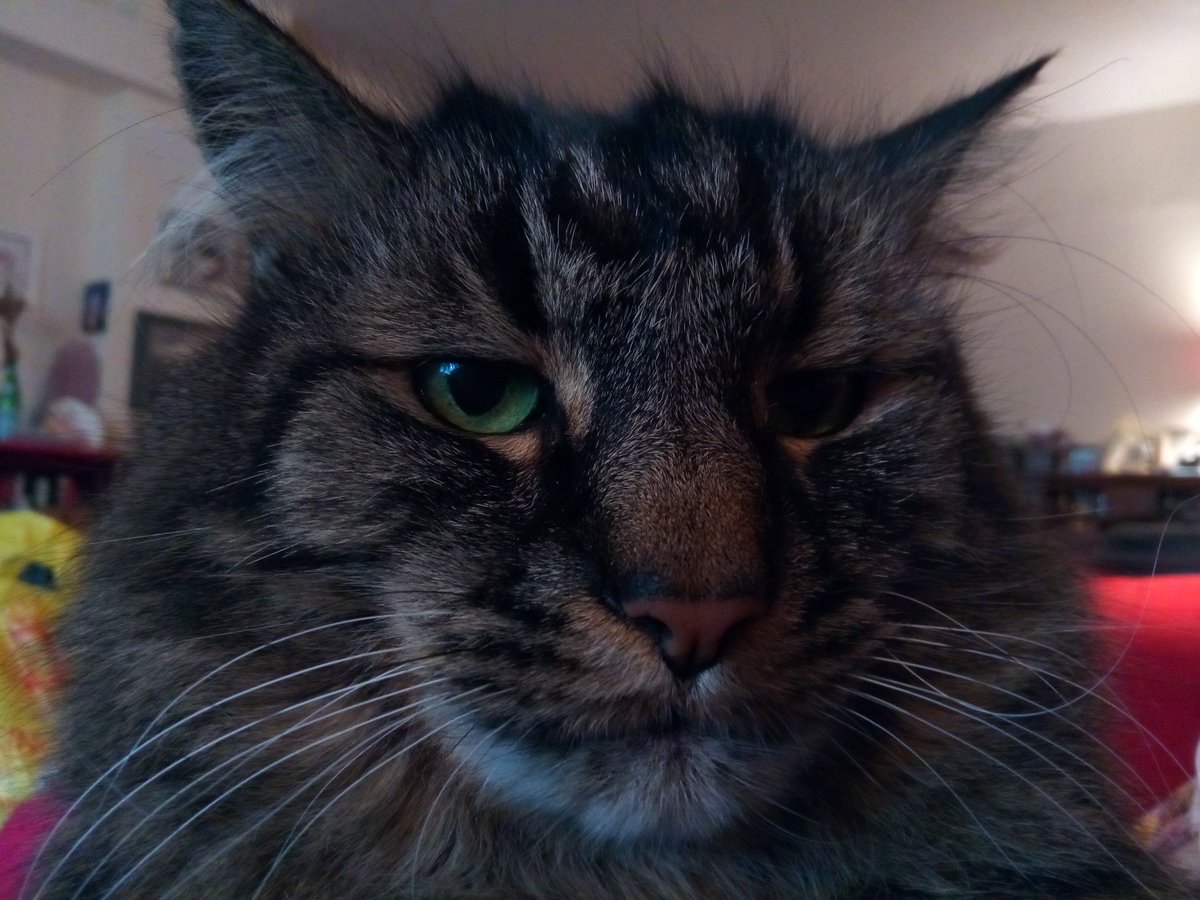 MrManFromCO's tweet photo. Looking especially handsome for Mother's Day. #CatsOfTwitter #MothersDay #MaineCoon https://t.co/tQ4Khb6pOM
