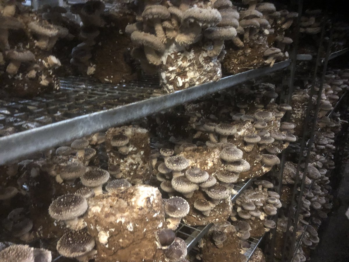 Great day <a href="/SmithyMushrooms/">Smithy Mushrooms</a> with <a href="/OLIVERKAY_/">OLIVER KAY PRODUCE</a> <a href="/markgreenaway/">Mark Greenaway</a> <a href="/L20HotelSchool/">L20 Hotel School</a> .