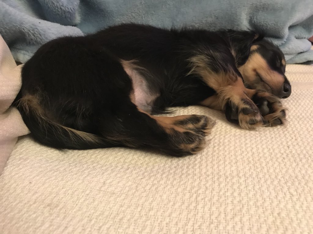 longhaireddach's tweet photo. Big sleep after the birthday party with 15 #minidachshund #sausagearmy #dog https://t.co/hRdRW6uu1I