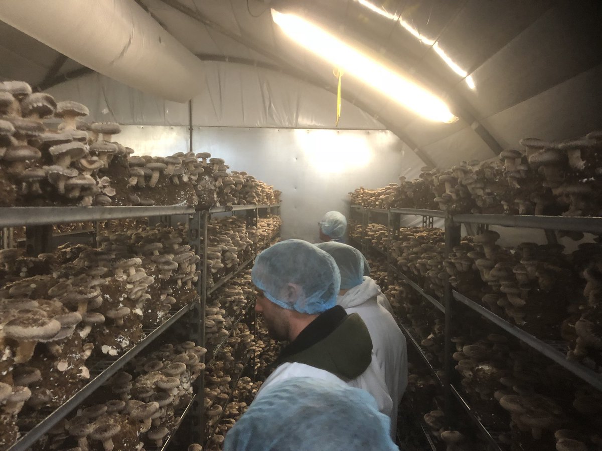Great day with <a href="/OLIVERKAY_/">OLIVER KAY PRODUCE</a> <a href="/markgreenaway/">Mark Greenaway</a>  <a href="/SmithyMushrooms/">Smithy Mushrooms</a> picking the finest mushrooms for tomorrow nights dinner.