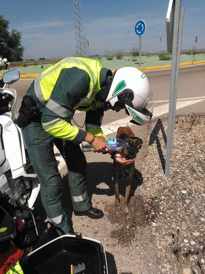 polilla_88's tweet photo. Guardia civil de tráfico dando de beber a un perro abandonado. Somos grandes no me digáis que no. Buenas noches https://t.co/aGyTbnM9Jj
