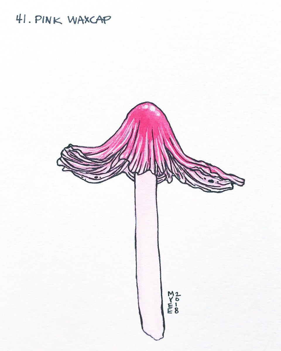 theboneforest's tweet photo. Day 41: Pink Waxcap! 💕
.
.
.
#100dayproject #myee100dayproject #myeeart #art #illustration #watercolor #scientificillustration #botanicalillustration #artchallenge #mushrooms #mushroom #nature #pinkwaxcap #hygrocybecalyptriformis https://t.co/M2rGNIkJ9j