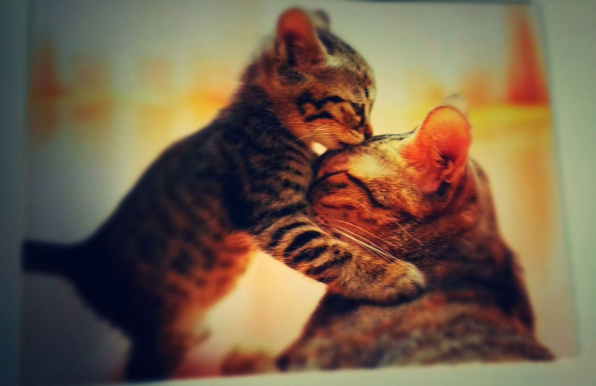 chauhanssourabh's tweet image. My favorite picture of the day. Happy Mothers day to everyone!!! 
picture
courtesy:Aritra De