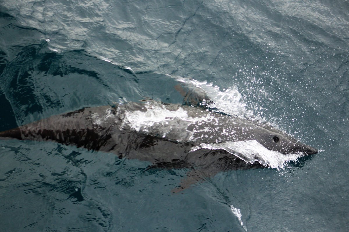 ORCA tweet media