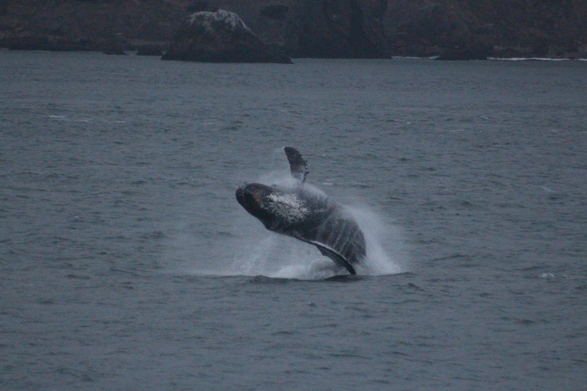 ORCA tweet media