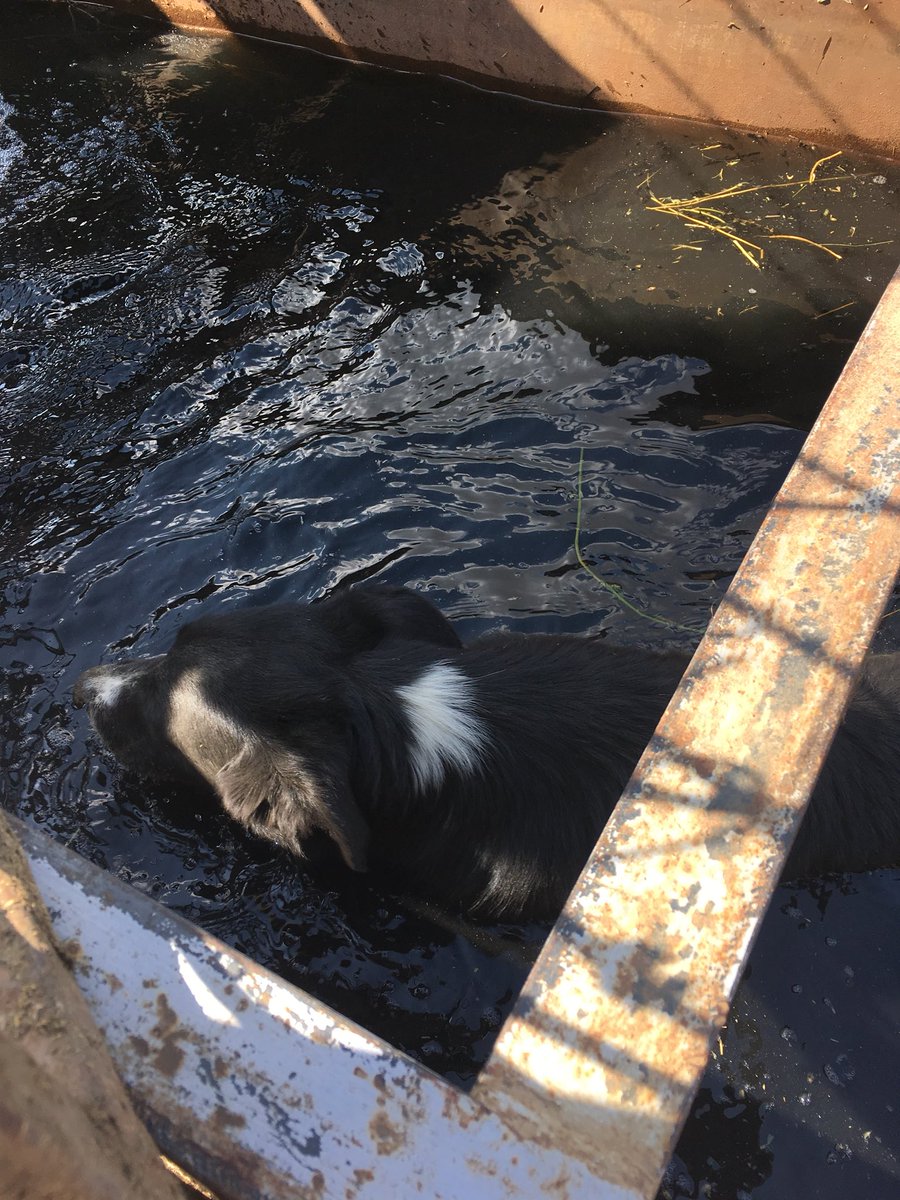 Stephan12262610's tweet photo. Oh to be a dog. #sohot #donesortibg #getadrink #quickswim #lovethislife #lifeisgood #saskag https://t.co/VHsBmmmUHl