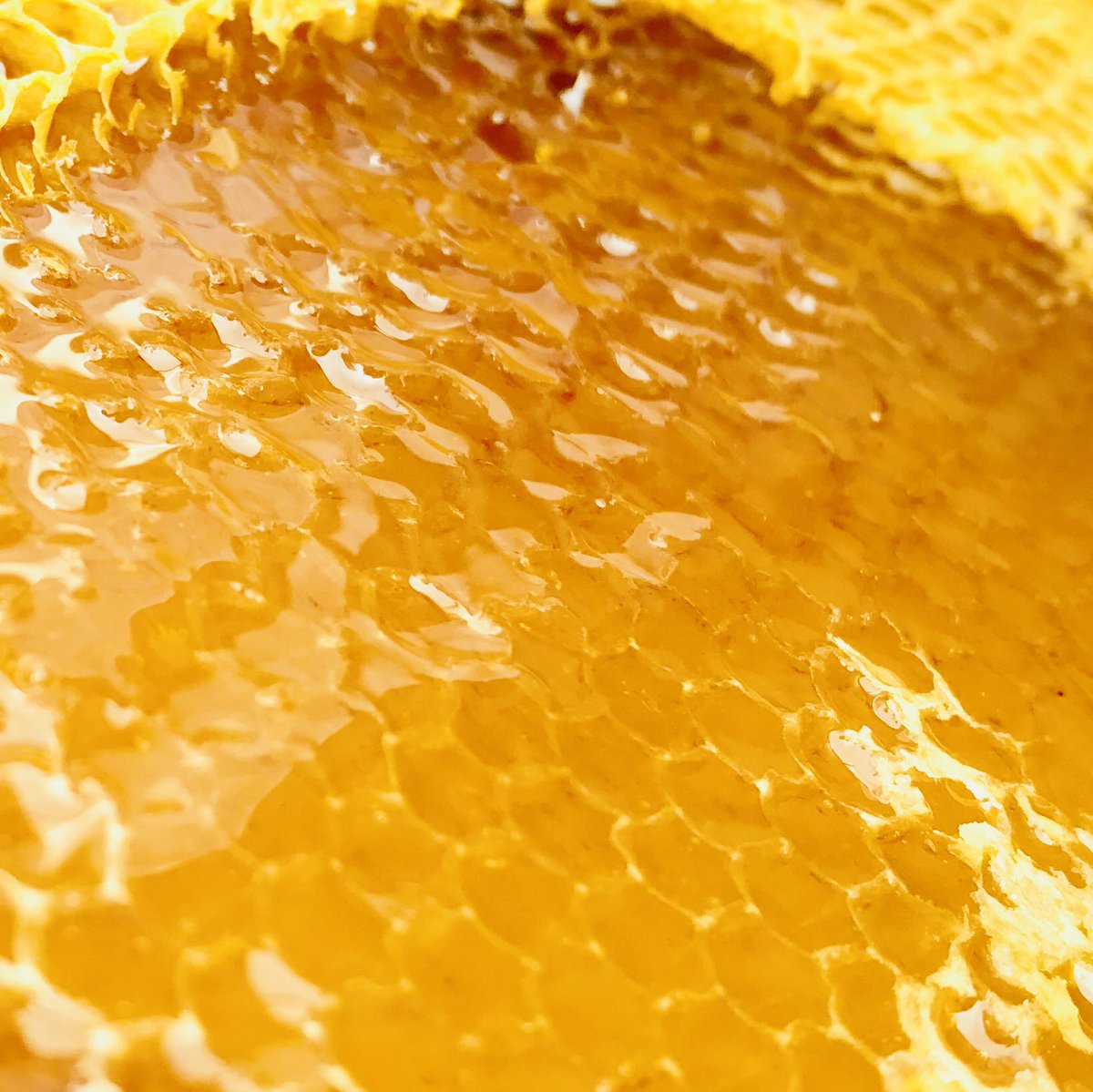 公式 杉養蜂園 Sugi Bee Garden みかんのきれい な蜂蜜 が採れています はちみつ ミツバチ 健やか農蜂業 杉養蜂園 T Co T8uoyfrn2i